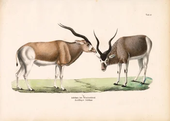 Addax-Antilope im Winterfell