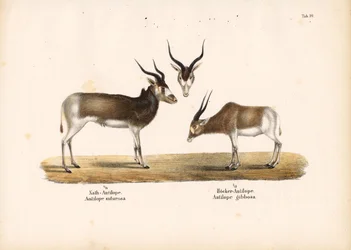 Addax- und Buntbockantilopen