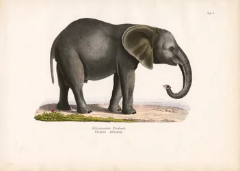 Afrikanischer Elefant
