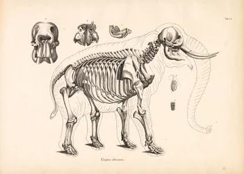 Skelettanatomie des Afrikanischen Elefanten