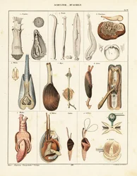 Anatomie der Muscheln