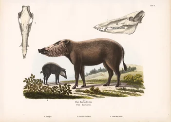 Bartschwein mit Jungtieren und Schädelansichten
