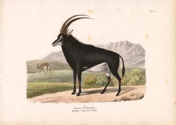 Schwarze Pferdeantilope