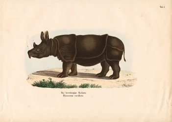 Spitzmaulnashorn