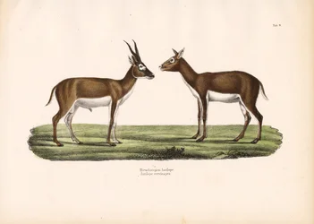Indische Antilopen