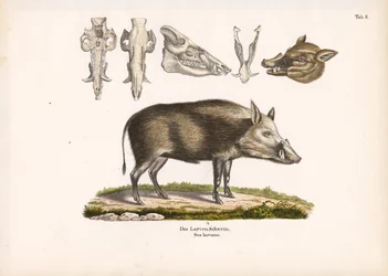 Buschschwein mit Schädelansichten