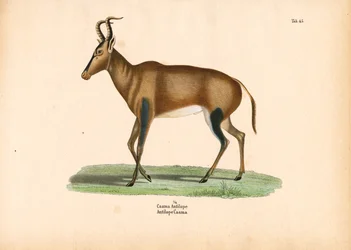 Caama-Antilope