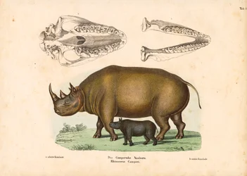 Campers Nashorn mit Kalb und Schädelrepräsentationen