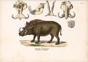Äthiopisches Warzenschwein mit Schädelanatomie