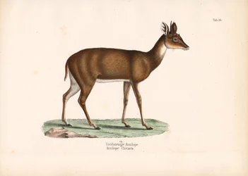 Vierhornantilope