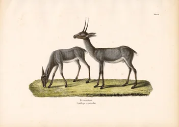 Grauer Riedbock