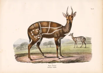 Geschirrter Antilope mit Jungtier