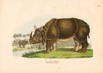 Indisches Nashorn