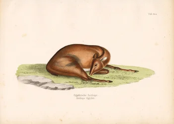Ogilbys Duiker in Ruheposition