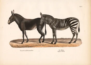 Steppenzebra und Zebra-Esel-Hybrid