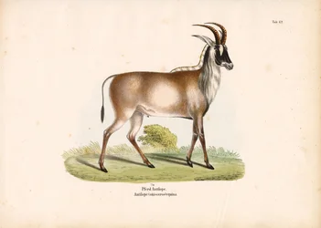 Rappenantilope