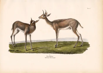 Südlicher Riedbock