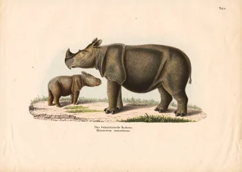 Sumatra-Nashorn mit Kalb