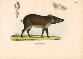 Warzenschwein