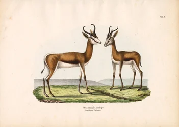 Weißrückenantilope als Paar