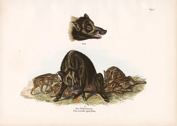 Wildschwein mit Frischlingen