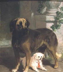 Ein Mastiff und ein Bichon