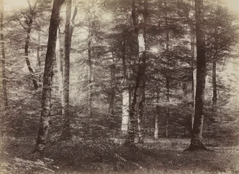 Ohne Titel (Der Wald von Fontainebleau)