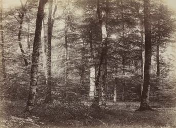 Ohne Titel Der Wald von Fontainbleau, ca. 1874