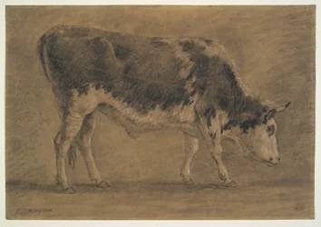 Amerikanischer Ochse