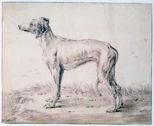 Windhund, 1644