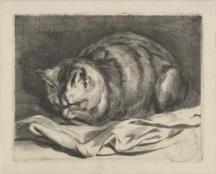 Kleine Katze