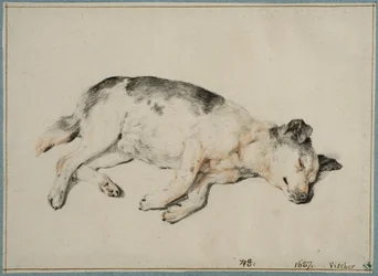 Studie eines schlafenden Hundes