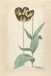 Die Tulpe Bizard Catafalque