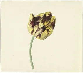 Tulpe namens Bizard Pontifex Romanus