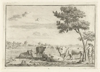 Fünf Kühe auf einer Weide