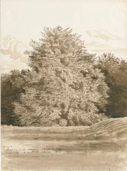 Wrottesley Hall - Der Strauchgarten