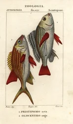 Gebänderter Grunzer, Pomadasys furcatus 1, und Soldatenfisch, Holocentrus ascensionis 2