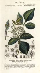 Gemeiner Hopfenbaum, Ptelea trifoliata, Ptelea di tre foglie