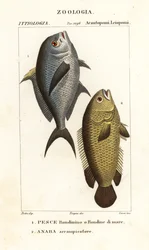 Riffbarsch, Chromis chromis 1, und Kletterfisch, Anabas testudineus 2