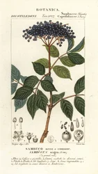 Schwarzer Holunder, Sambucus nigra, gewöhnlicher Schwarzer Holunder