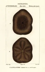 Flacher Seeigel, Clypeaster rosaceus