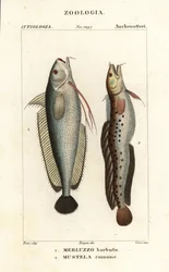 Gabeldorsch, Phycis phycis 1 und Fünfbärtiger Seeskorpion, Ciliata mustela