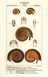 Fossilien ausgestorbener Ammonitenarten
