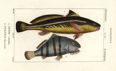 Karut-Krokodilfisch, Johnius carutta, Ionio carutta 1 und Schwarzer Trommler, Pogonias cromis, Pogonias fasciatus, Pogonia fasciato 2