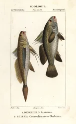Langschwanz-Kroaker, Lonchurus lanceolatus und Maigre, Kroaker, Steinbarsch, Schattenfisch, Argyrosomus regius