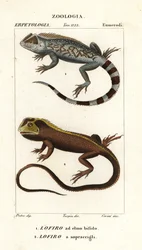 Lyreshead-Eidechse, Lyriocephalus scutatus 1 und Taucheidechse oder Mophead-Iguana, Uranoscodon superciliosus 2