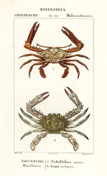 Periskopkrabbe und Blumenkrabbe