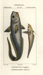 Raukopf-Grenadier oder Zwiebelauge-Grenadier, Macrourus berglax und Hohlmaul-Grenadier, Coelorinchus caelorhincus