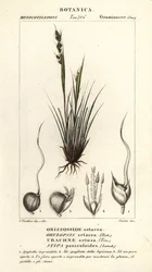 Speergras, Piptochaetium panicoides