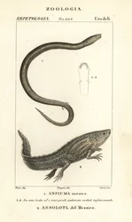 Zweizehiger Amphiuma, Amphiuma means, Anfiuma means 1, und kritisch gefährdeter Axolotl oder Mexikanischer Schwanzlurch, Ambystoma mexicanum, Assolotl del Messico 2